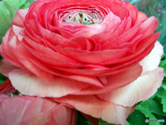 お花がいっぱい！ 200425-④