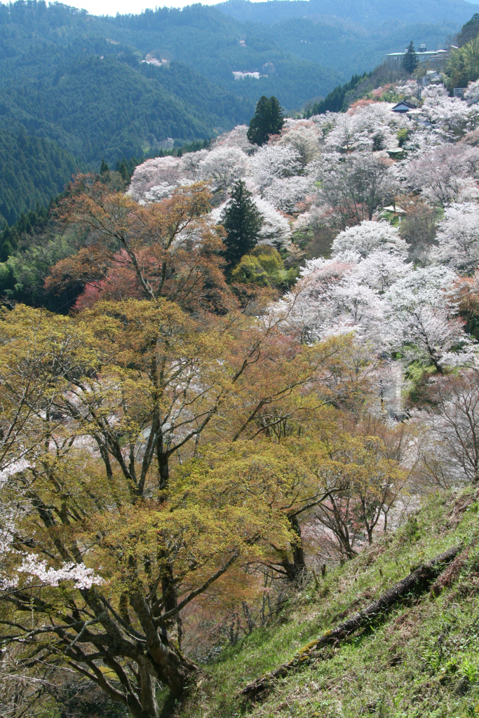 2010年桜旅・吉野山から京都へ-④