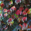 蔦の紅葉