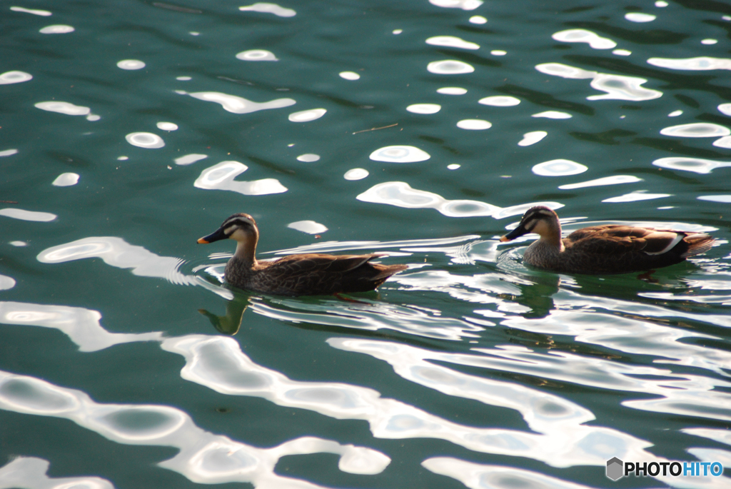 番（つがい）⑤