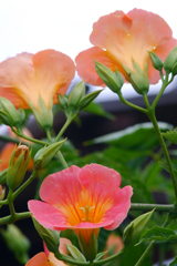 今日のお散歩の友は 200616-⑦