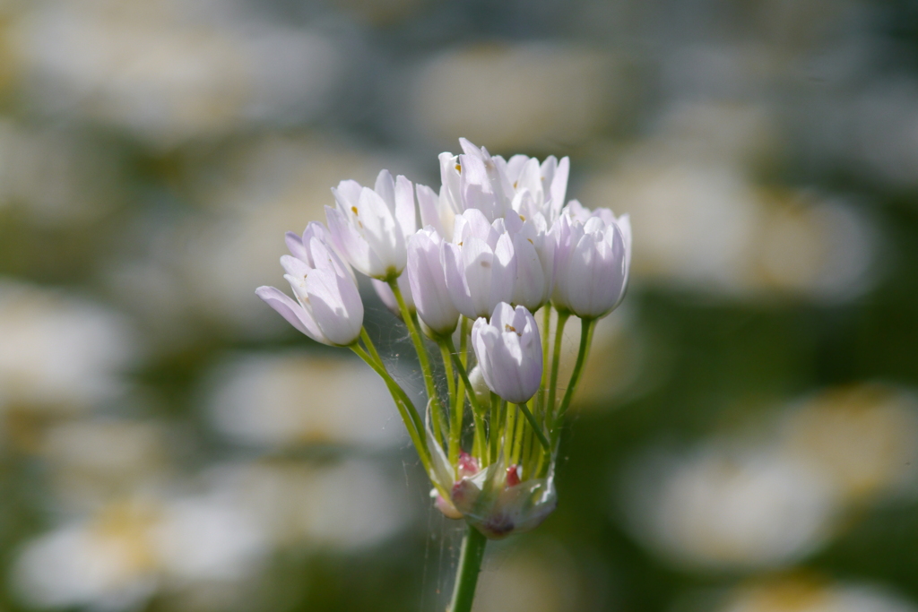 カビのあるズームレンズでお花を撮る ⑥