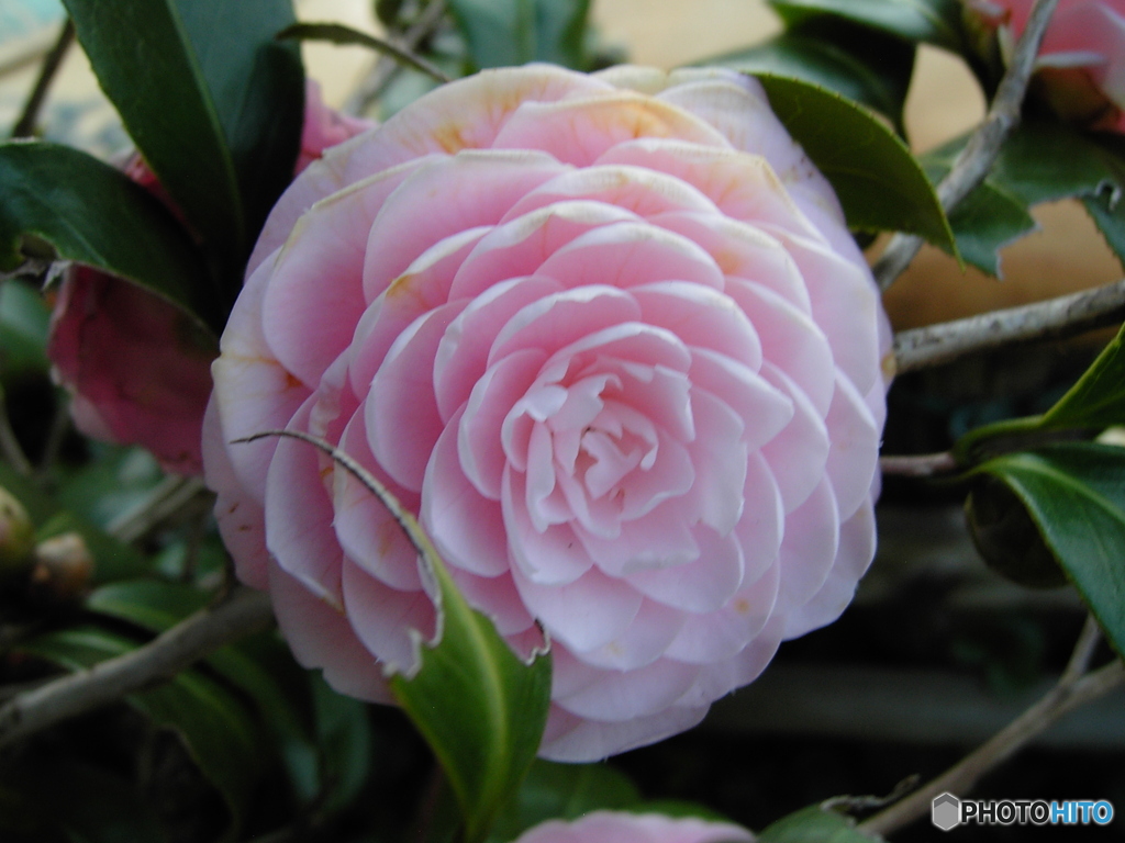 CONTAX TVS デジタルで、花の公園を撮る ⑦