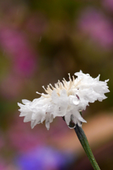 今日のお散歩の友は 200519-③