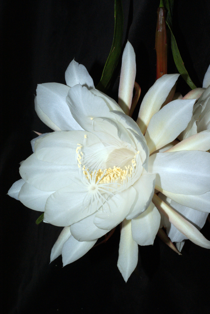 お庭でPHOTO・2014-④　夜の女王