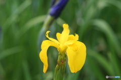 静岡市城北浄化センターの花菖蒲 2010-➁