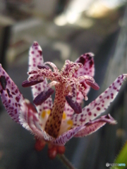 お花がいっぱい！ 200427-⑩