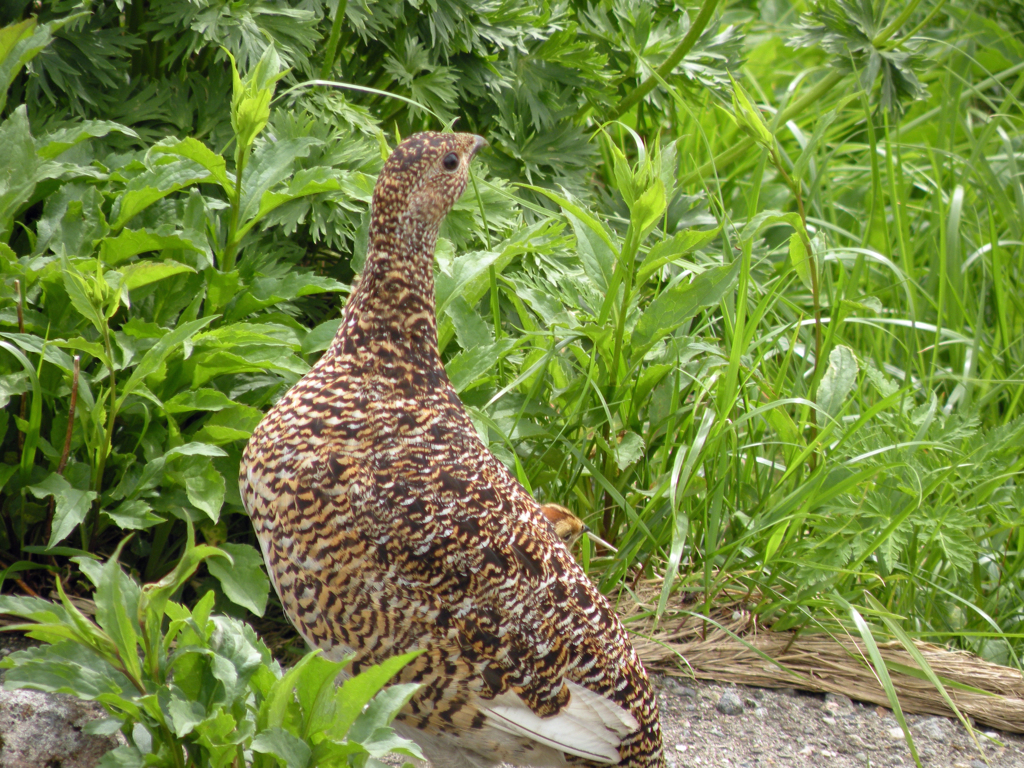 お花畑で雷鳥に出会う-➃