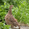 お花畑で雷鳥に出会う-➃