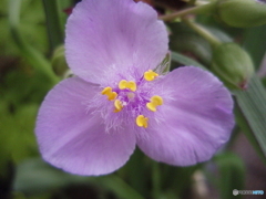 お花がいっぱい！ 200429-➄