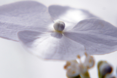 今日のお散歩の友は 200608 紫陽花編-①