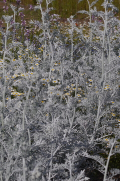 カビのあるズームレンズでお花を撮る ⑦