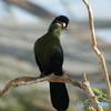 鳥類　その１　⑦