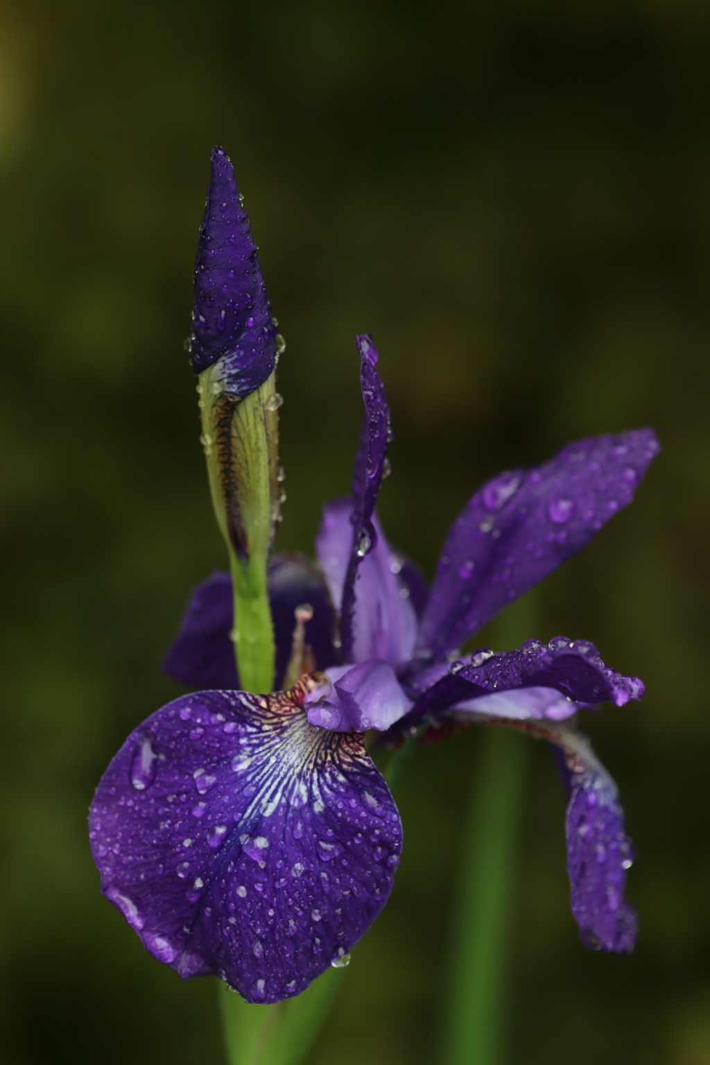 雨の似合う花　①　