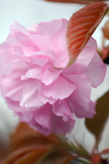 いにしへの 奈良の都の 八重桜 けふ九重に にほひぬるかな