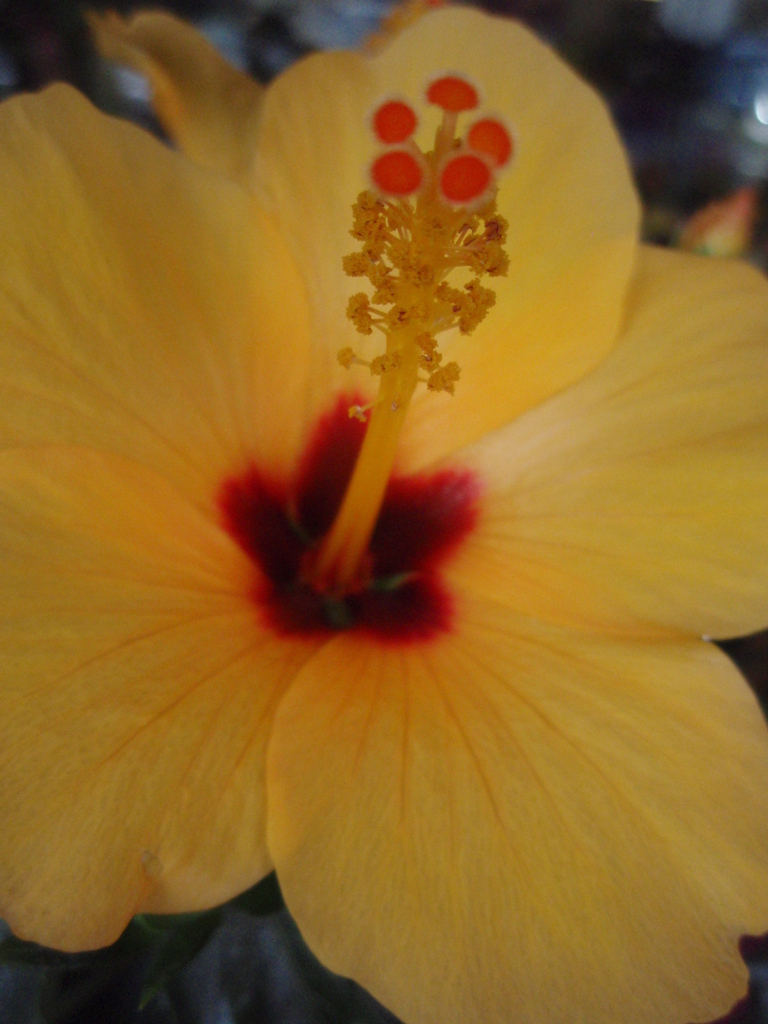 お花がいっぱい！ 200506-➆