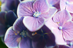 夢想と現実の紫陽花-⑤