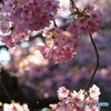 河津桜祭り 2006-➅