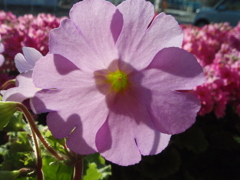 お花がいっぱい！ 200506-②