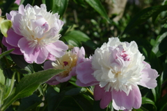 カビのあるズームレンズでお花を撮る ①