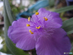 お花がいっぱい！ 200426-①