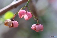 雨上がりの植物たち⑧　マユミ　