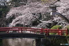 三嶋大社神泉の枝垂桜⑤