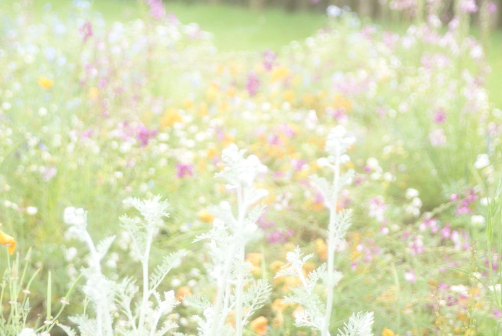 夢で見た花園