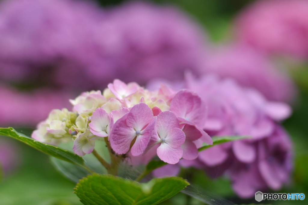 天神原植物園にて①