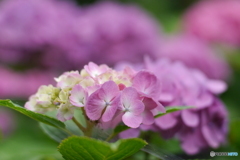 天神原植物園にて①