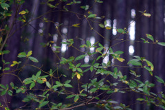 Voightländer Septon 50mmで田貫湖を撮る（近接編）-⑤