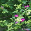 （惜別）MINOLTA AF ZOOM 35-105mm 3.5-4.5-⑤