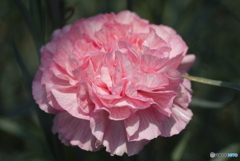 河津町カーネーション見本園にて④