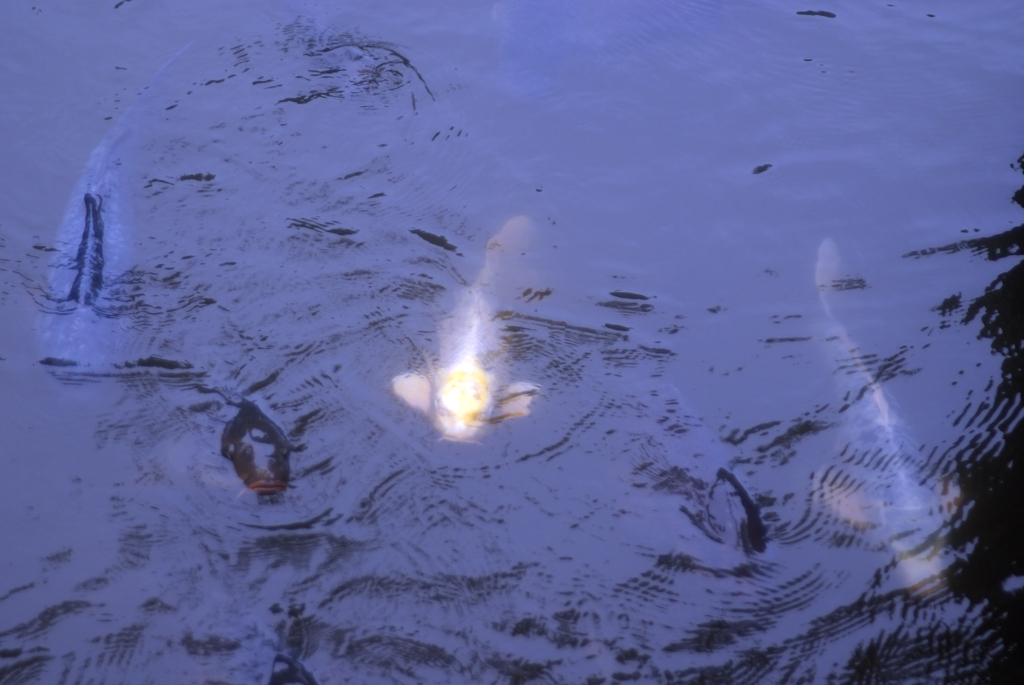 人面魚浮上中