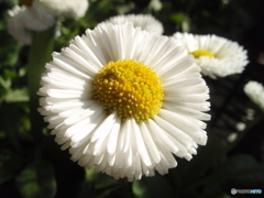 お花がいっぱい！ 200426-①
