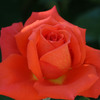 シリーズ・薔薇（IMG_4432）221111