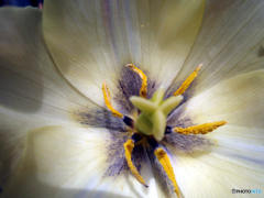 お花がいっぱい！ 200428-➄