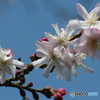 桜の里・十月桜 2007-➁