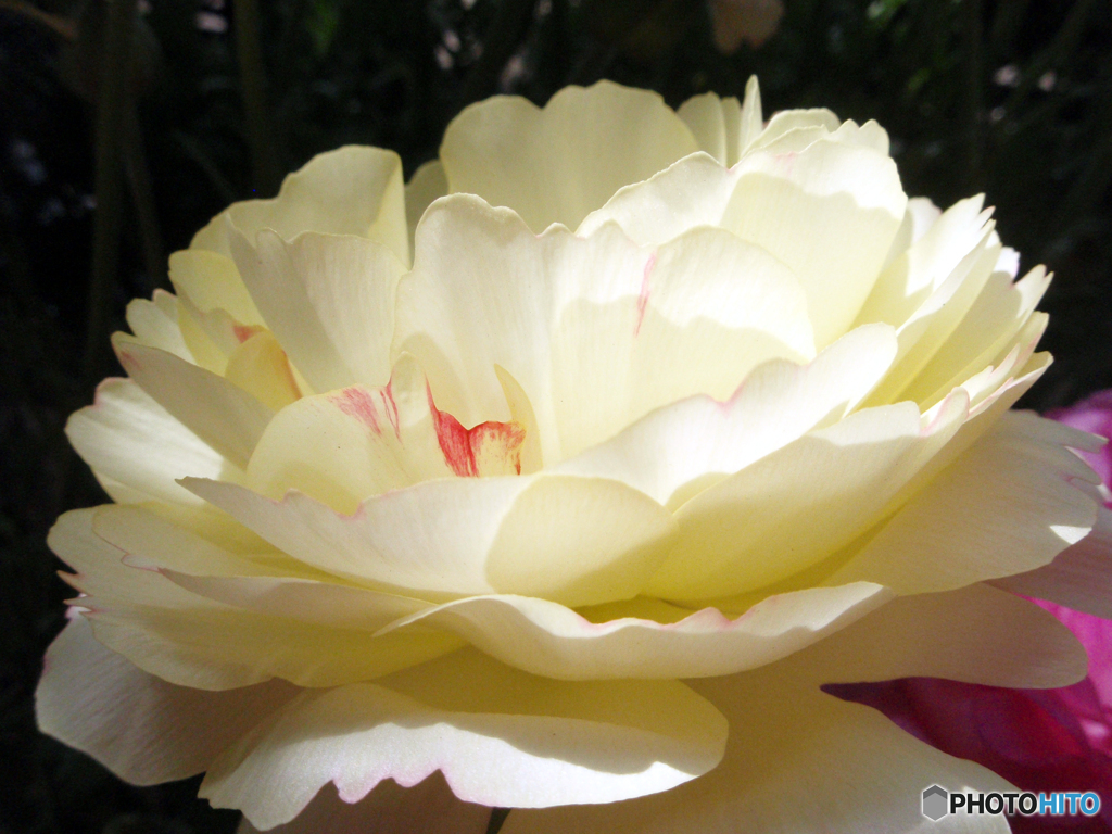 お花がいっぱい！ 200427-②