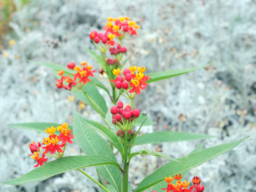 助けた亀等（カメラ）に連れられて-⑩
