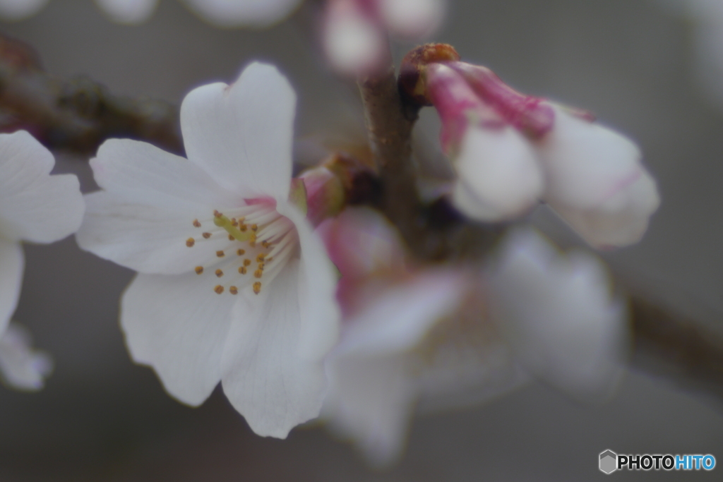 Auto Soligor 135mm f=2.8で冬桜を接写する-➅