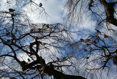 鳩の生る木