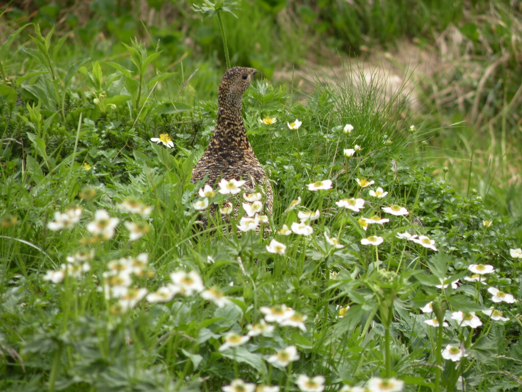 お花畑で雷鳥に出会う-➆