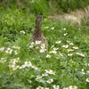 お花畑で雷鳥に出会う-➆