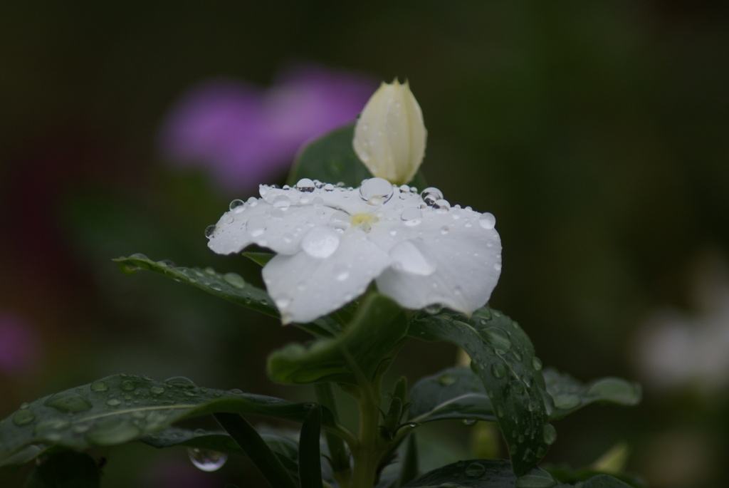 雨の日の陰鬱