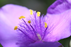 紫露草2020-②