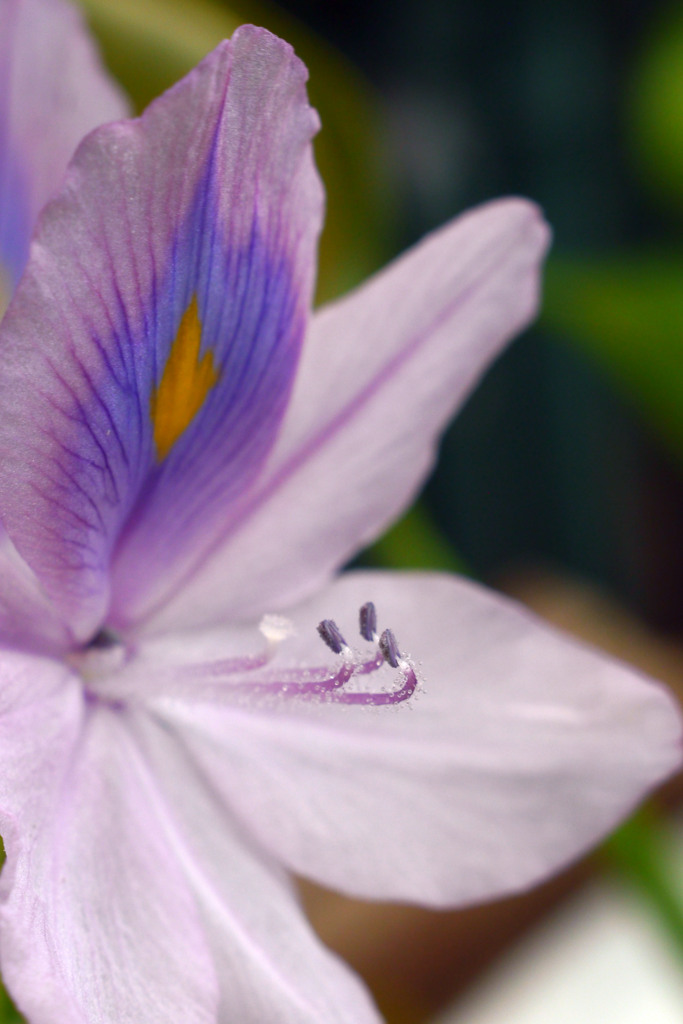 ホテイアオイの花-③