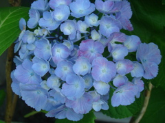 そろそろこの花の季節です　⑥