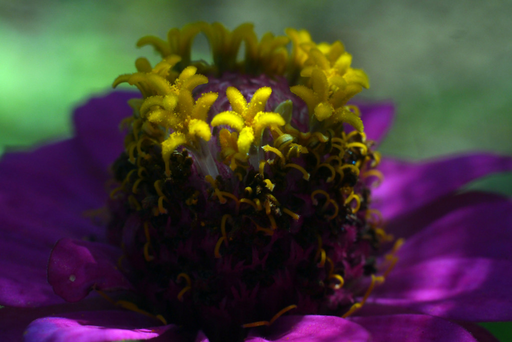 Voightländer Septon f=2.0 50mmでお花を撮る-➅