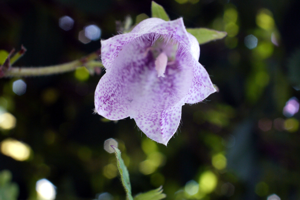 フェアリーに祝福されて降誕-⑩